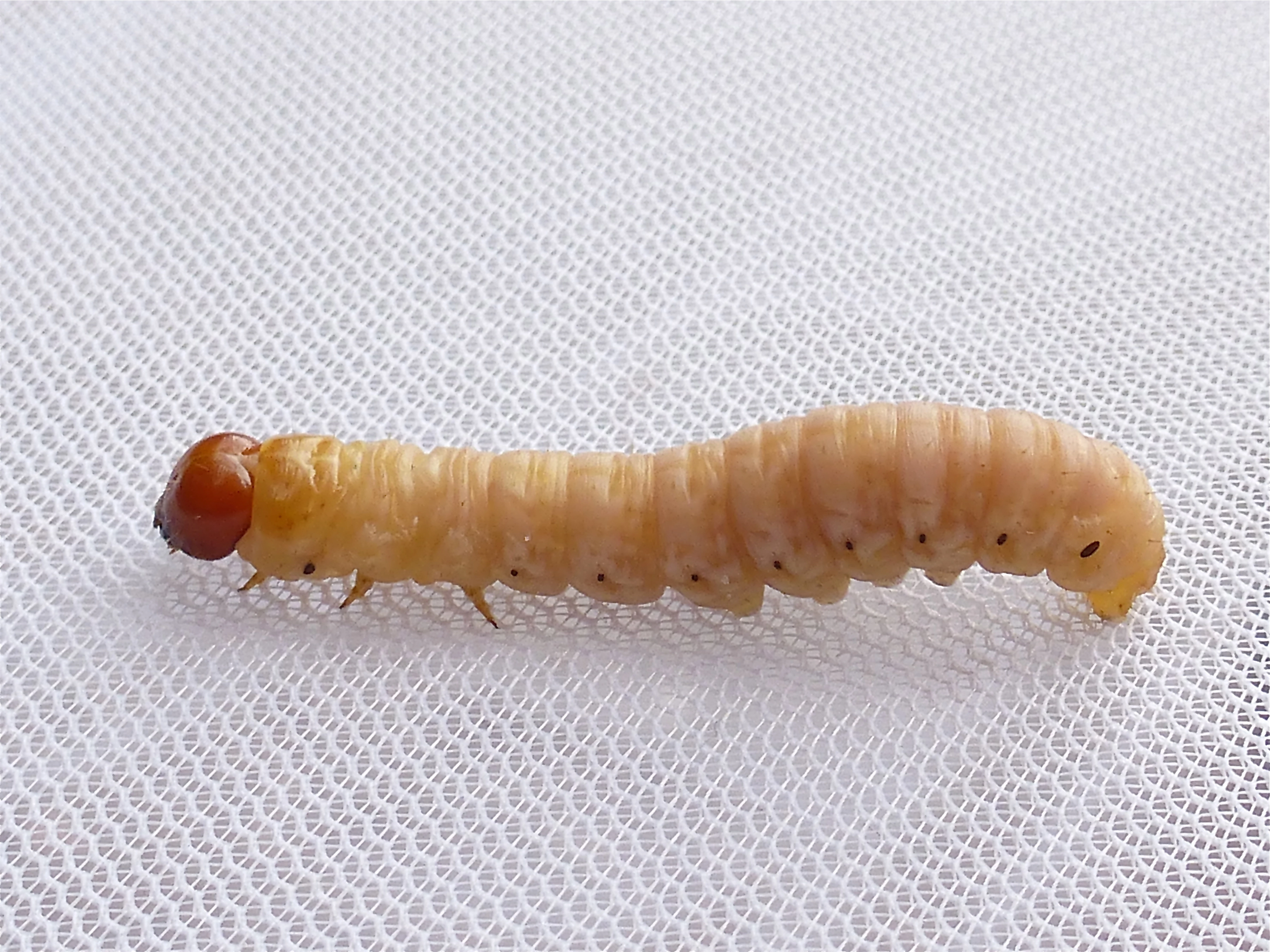Herfstrietboorder Rhizedra lutosa rups Willem Oosterhof 20150816 06a.jpg